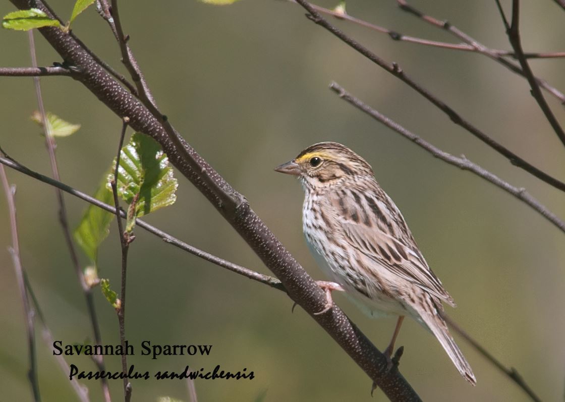 Savannah Sparrow